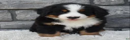 Bernese Mountain Dog dogs for sale: Bentley  - Ad 1