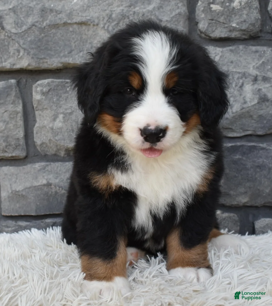 Bernese Mountain Dog dogs for sale: Bentley  - Ad 1