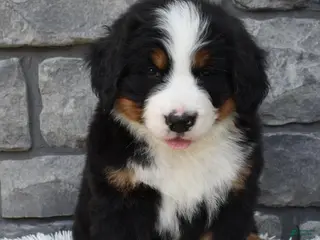 Bernese Mountain Dog dogs for sale: Bentley - Ad 1