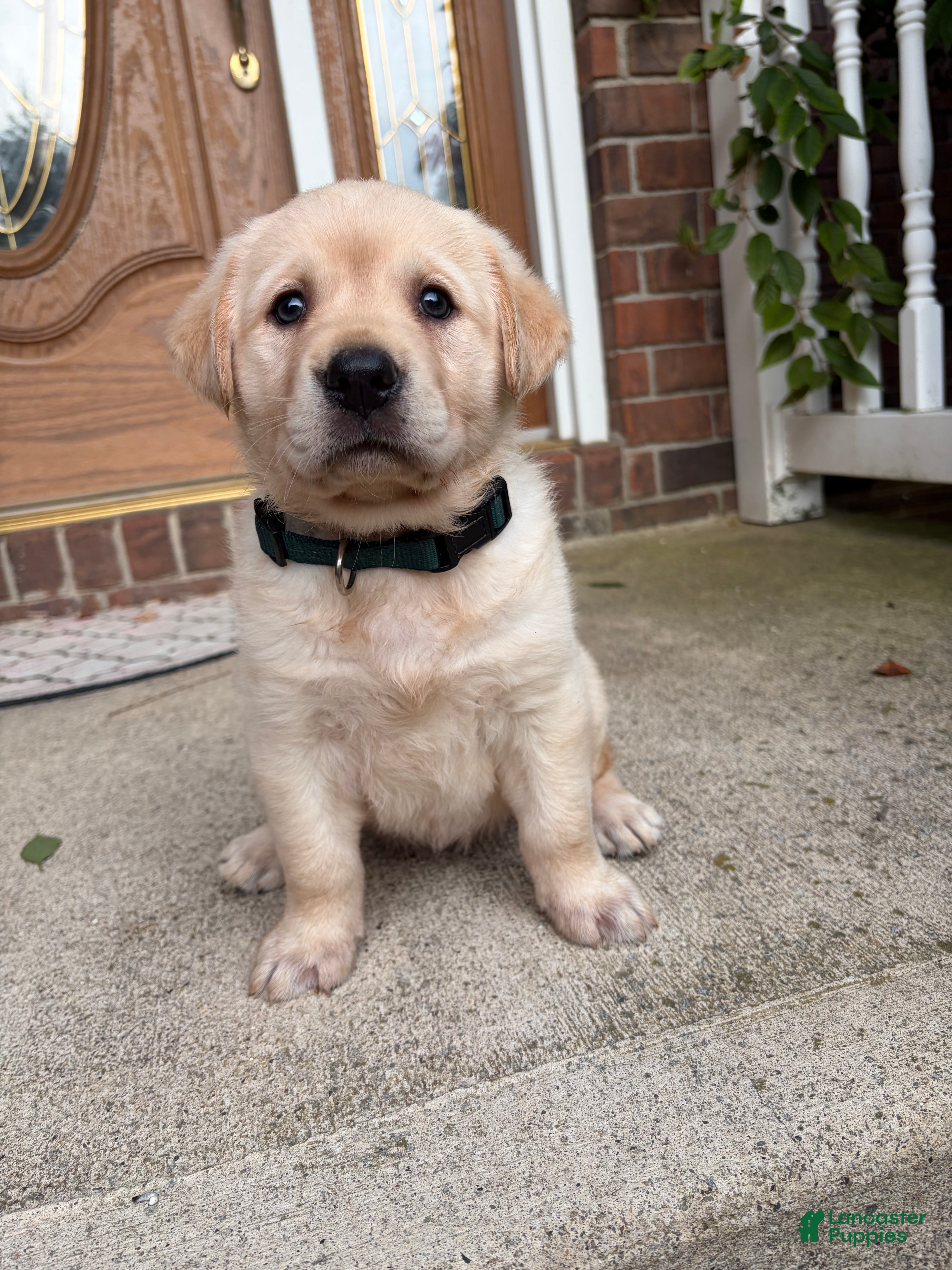 Labrador Retriever dogs Dolly - Ad 1