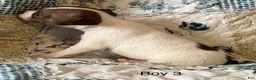 Chiweenie dogs for sale: Chiweenie 3 - Ad 10