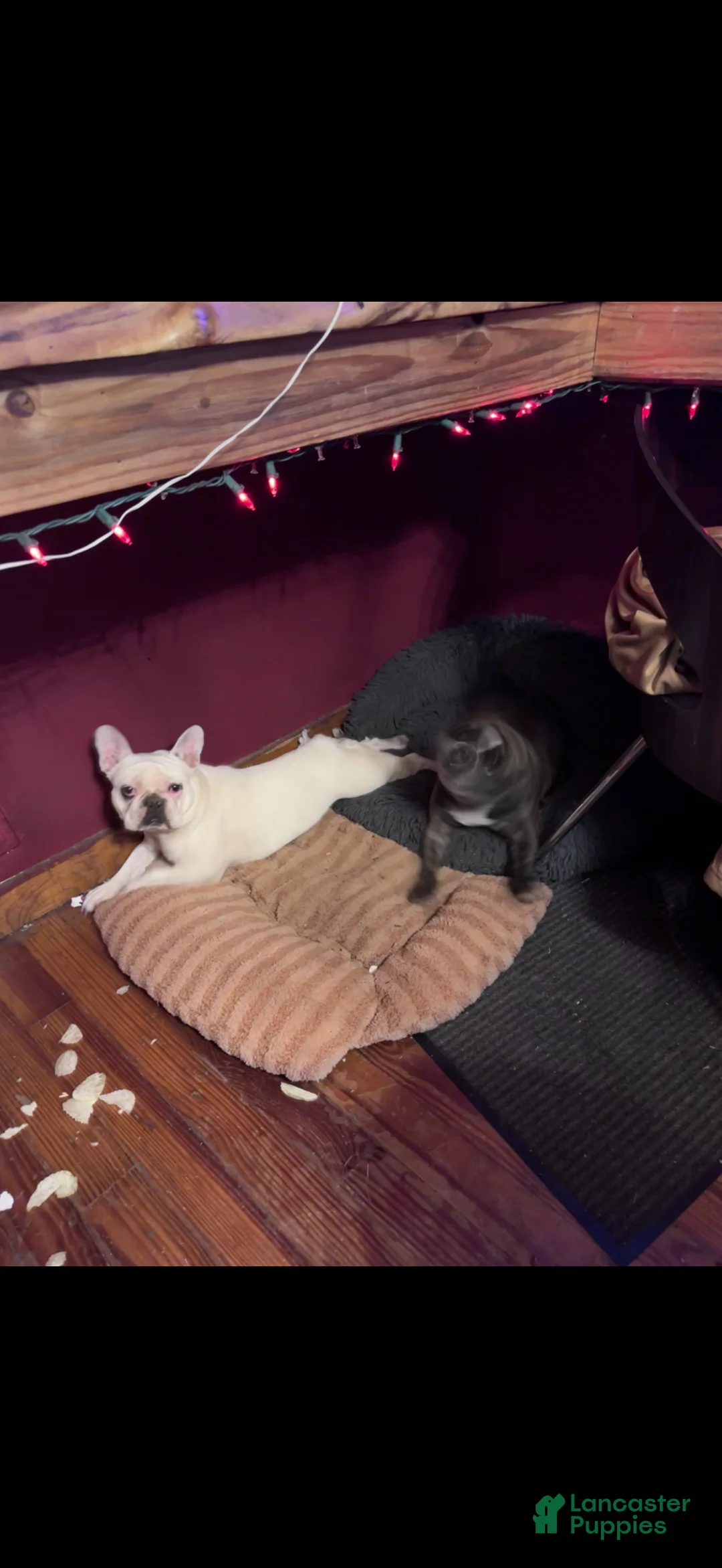 French Bulldog dogs for sale: French Bulldog Puppy 1 - Ad 2