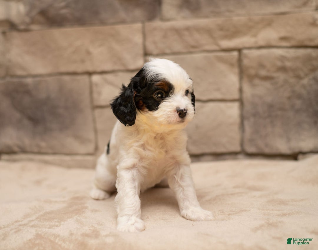 Cavapoo dogs for sale: Mocha  - Ad 3