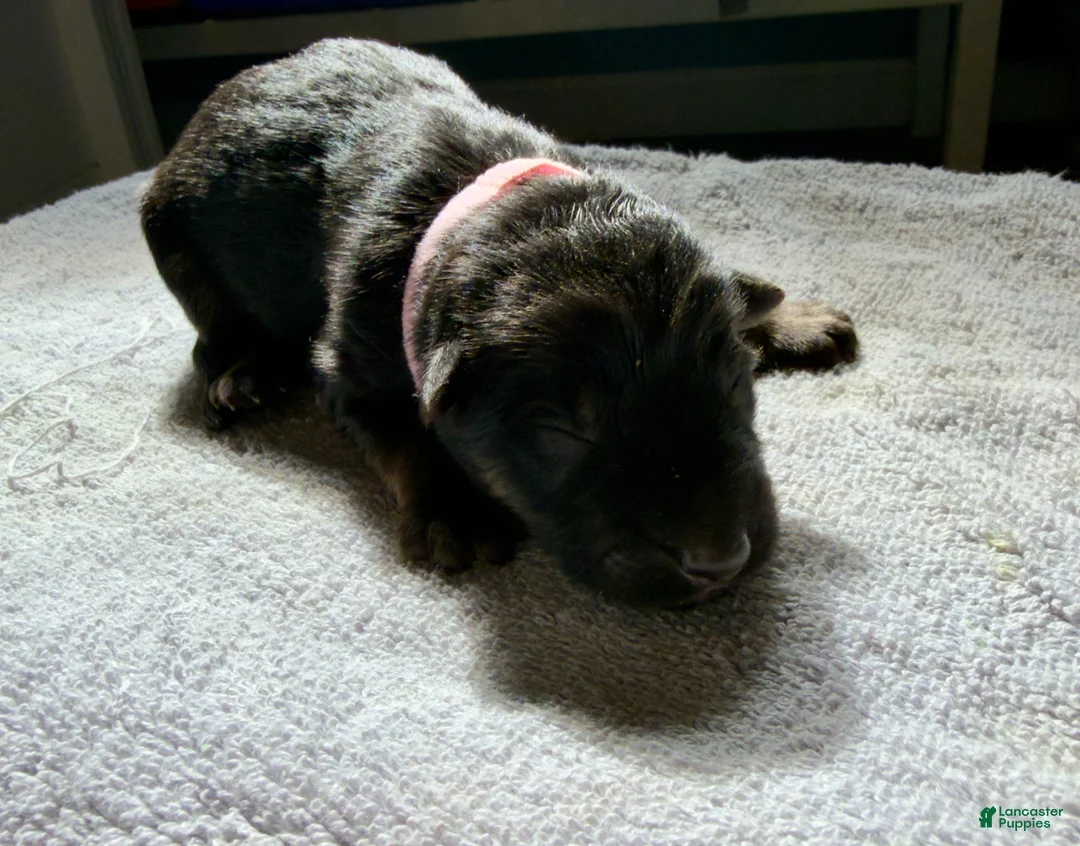 German Shepherd dogs for sale: German Shepherd Puppy 4- Pink Female - Ad 2