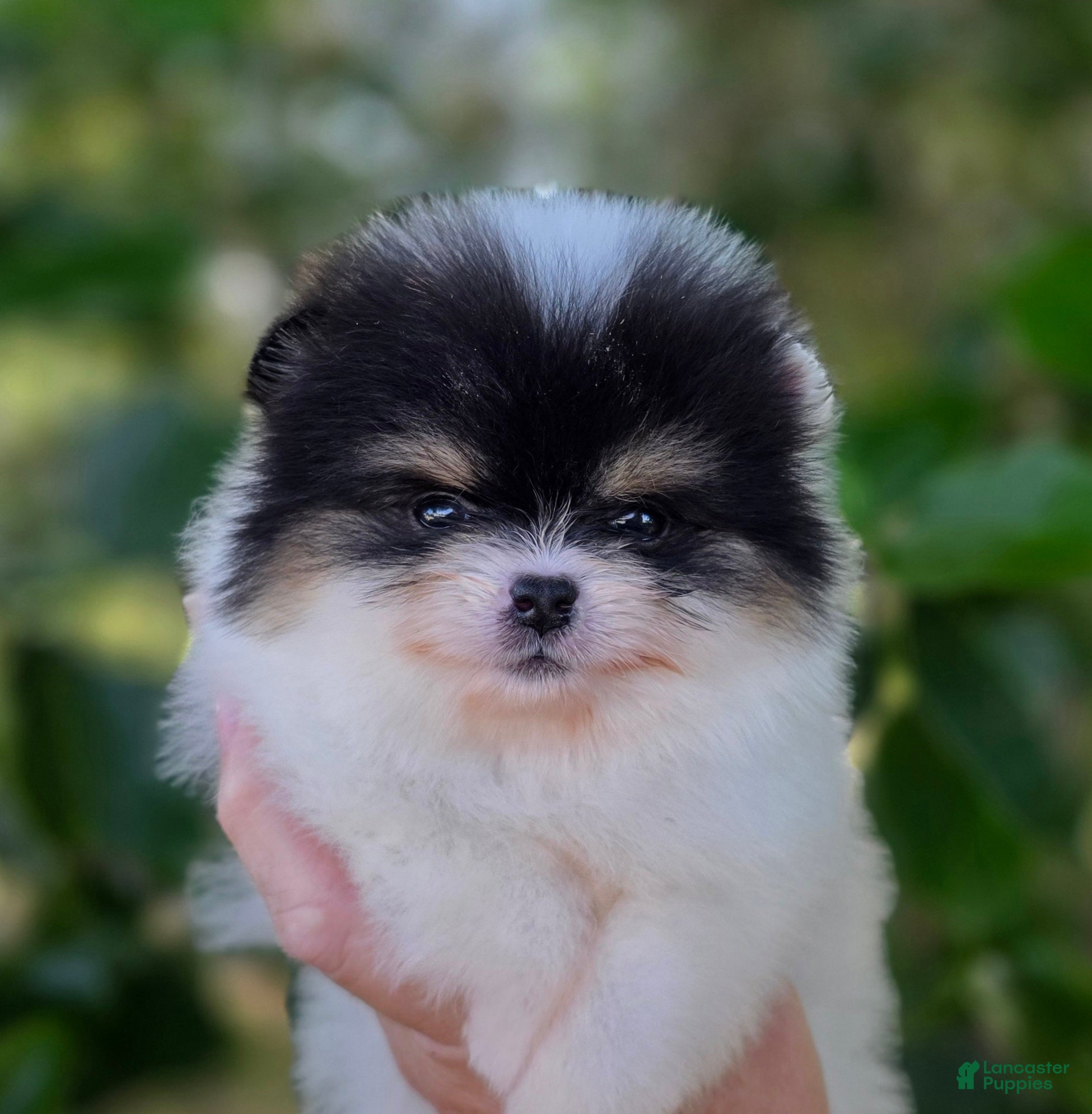 Pomeranian dogs Zorro  - Ad 1