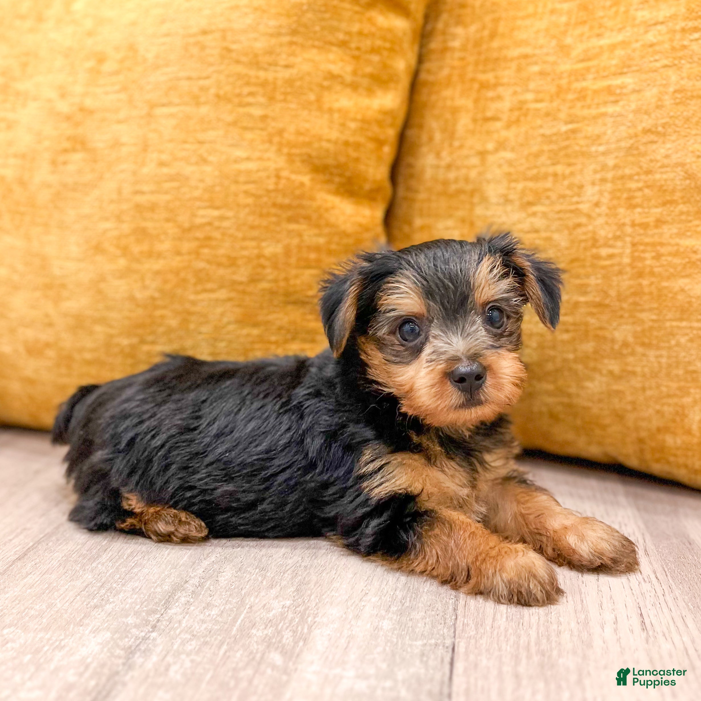 Yorkshire Terrier dogs Duke - Ad 2