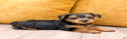Yorkshire Terrier dogs for sale: Duke - Ad 2