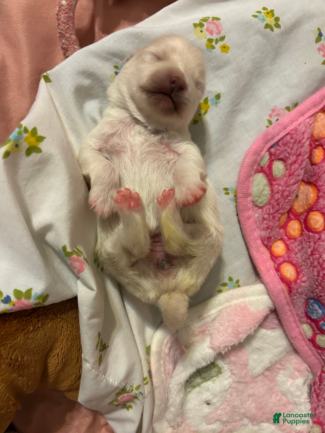 Pomeranian dogs for sale: Pomeranian Puppy 3 - Ad 1