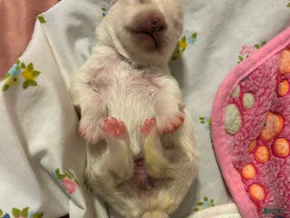 Pomeranian dogs Pomeranian Puppy 3 - Ad 5