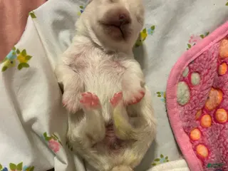 Pomeranian dogs Pomeranian Puppy 3 - Ad 11