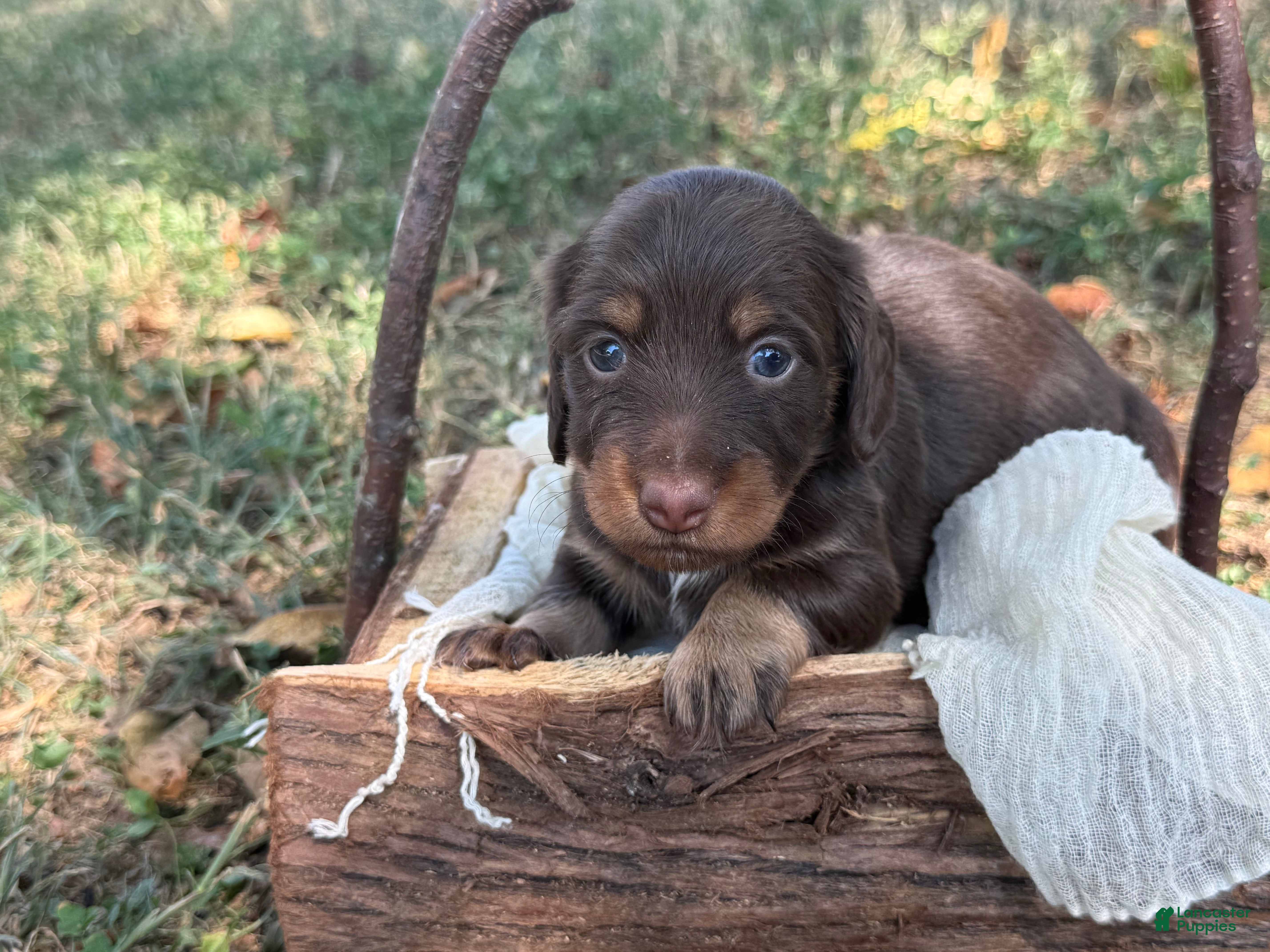 Miniature Dachshund dogs Chocolate Girl - Ad 2
