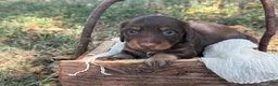 Miniature Dachshund dogs for sale: Chocolate Girl - Ad 1