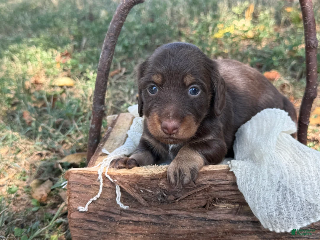 Miniature Dachshund dogs for sale: Chocolate Girl - Ad 1