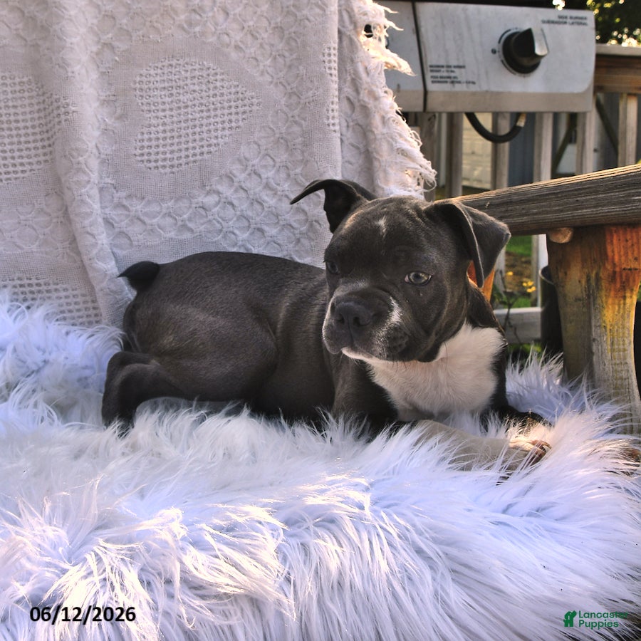 Boston Terrier dogs Beau - Ad 1