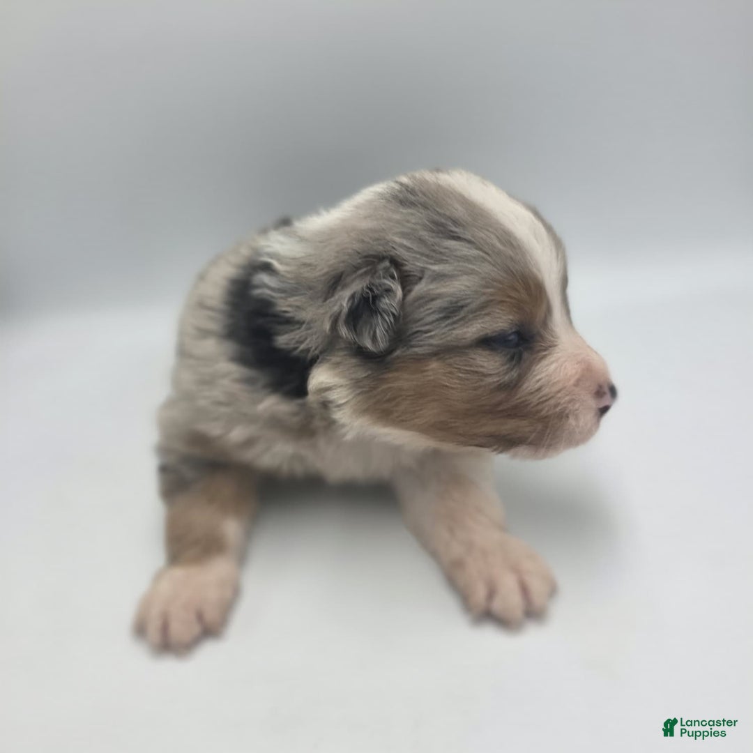 Australian Shepherd dogs for sale: Eeny - Ad 2