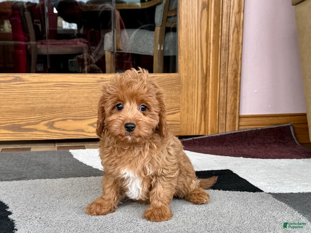 Cockapoo dogs for sale: Leona F1b - Ad 3