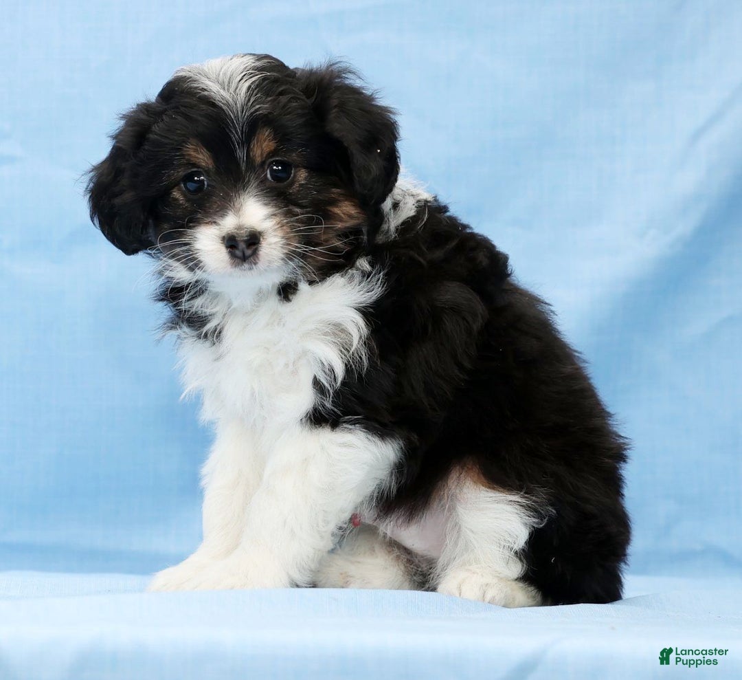 Mini Aussiedoodle dogs for sale: West - Ad 7