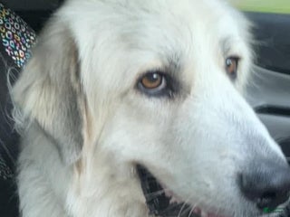 Great Pyrenees dogs - Ad 4