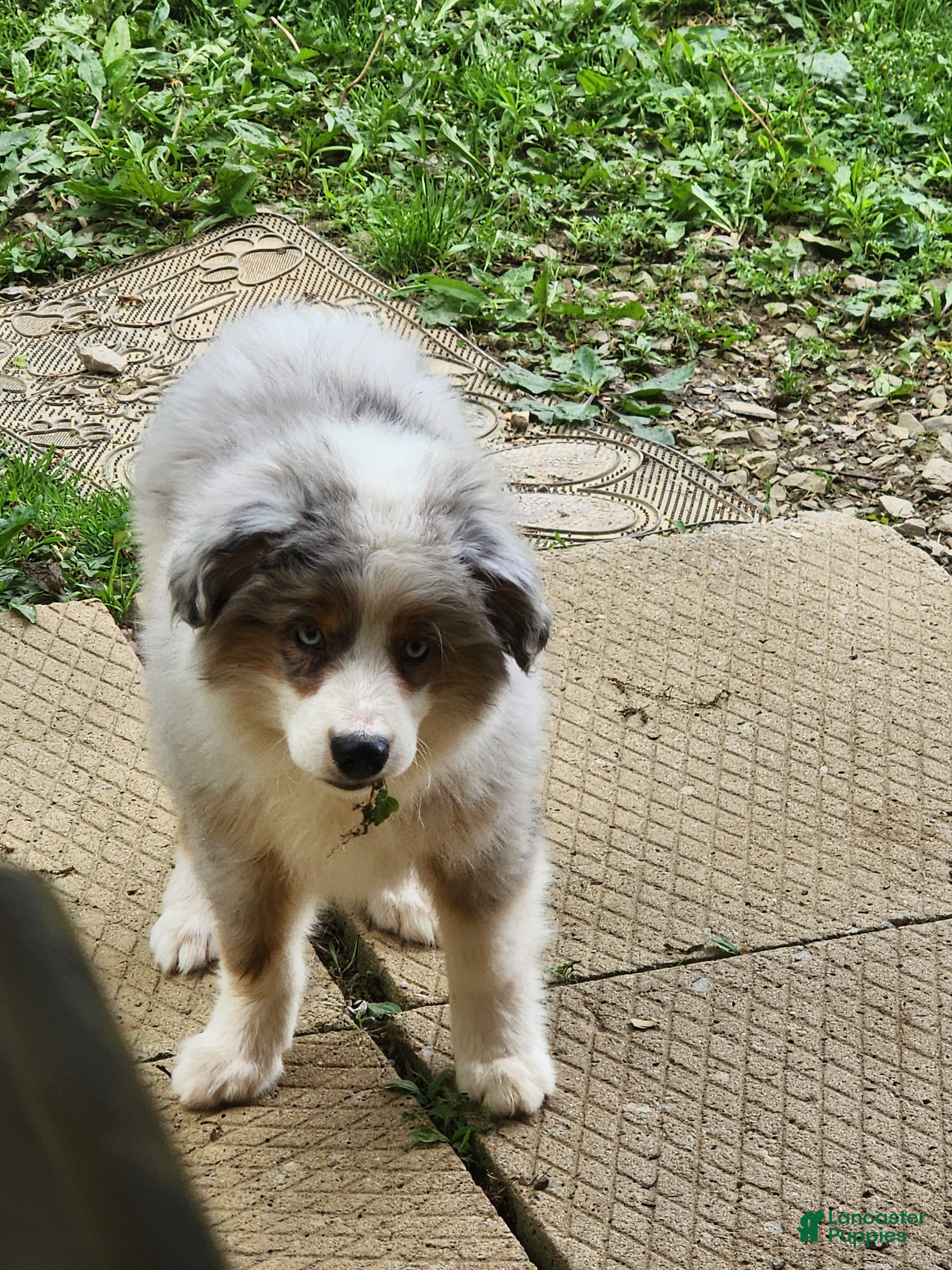 Miniature Australian Shepherd dogs Miniature Australian Shepherd Puppy 3 - Ad 7