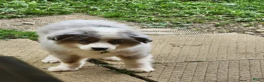 Miniature Australian Shepherd Puppy 3