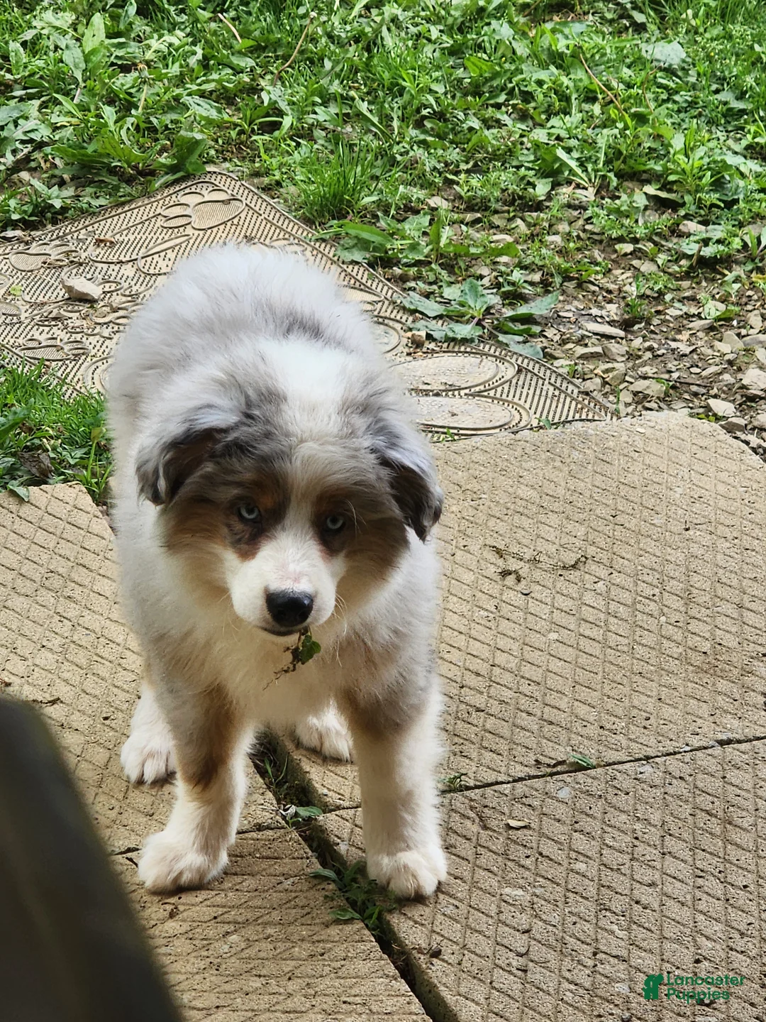 Miniature Australian Shepherd dogs for sale: Miniature Australian Shepherd Puppy 3 - Ad 1