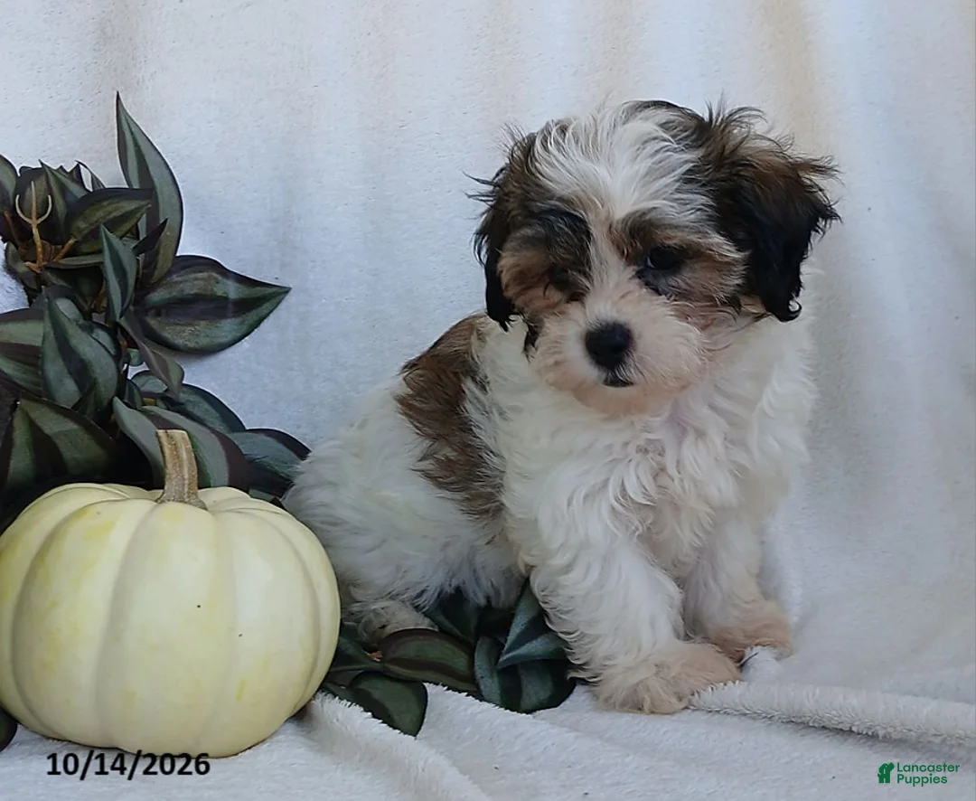Teddy Bear dogs for sale: Kenny - Ad 6