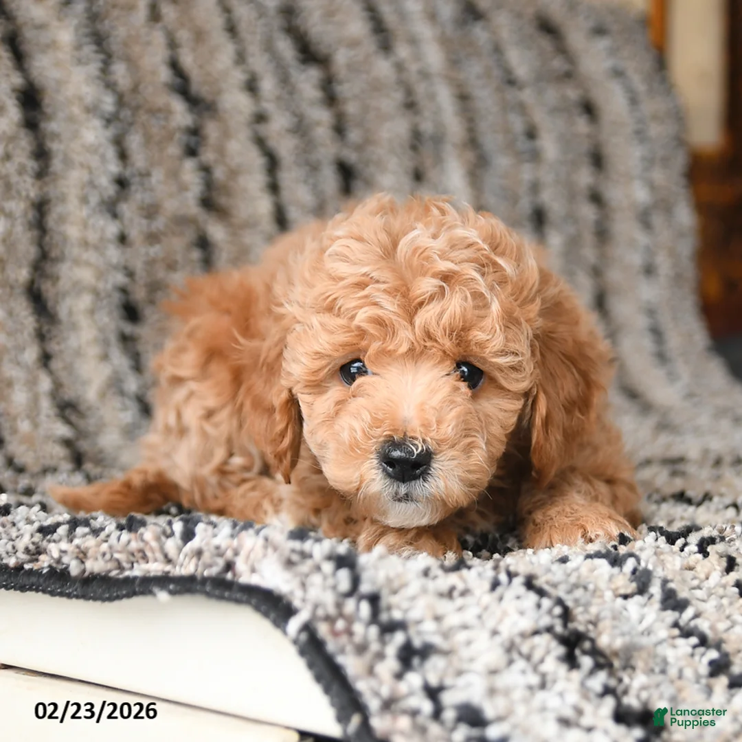 Bichpoo dogs for sale: Flower - Ad 3