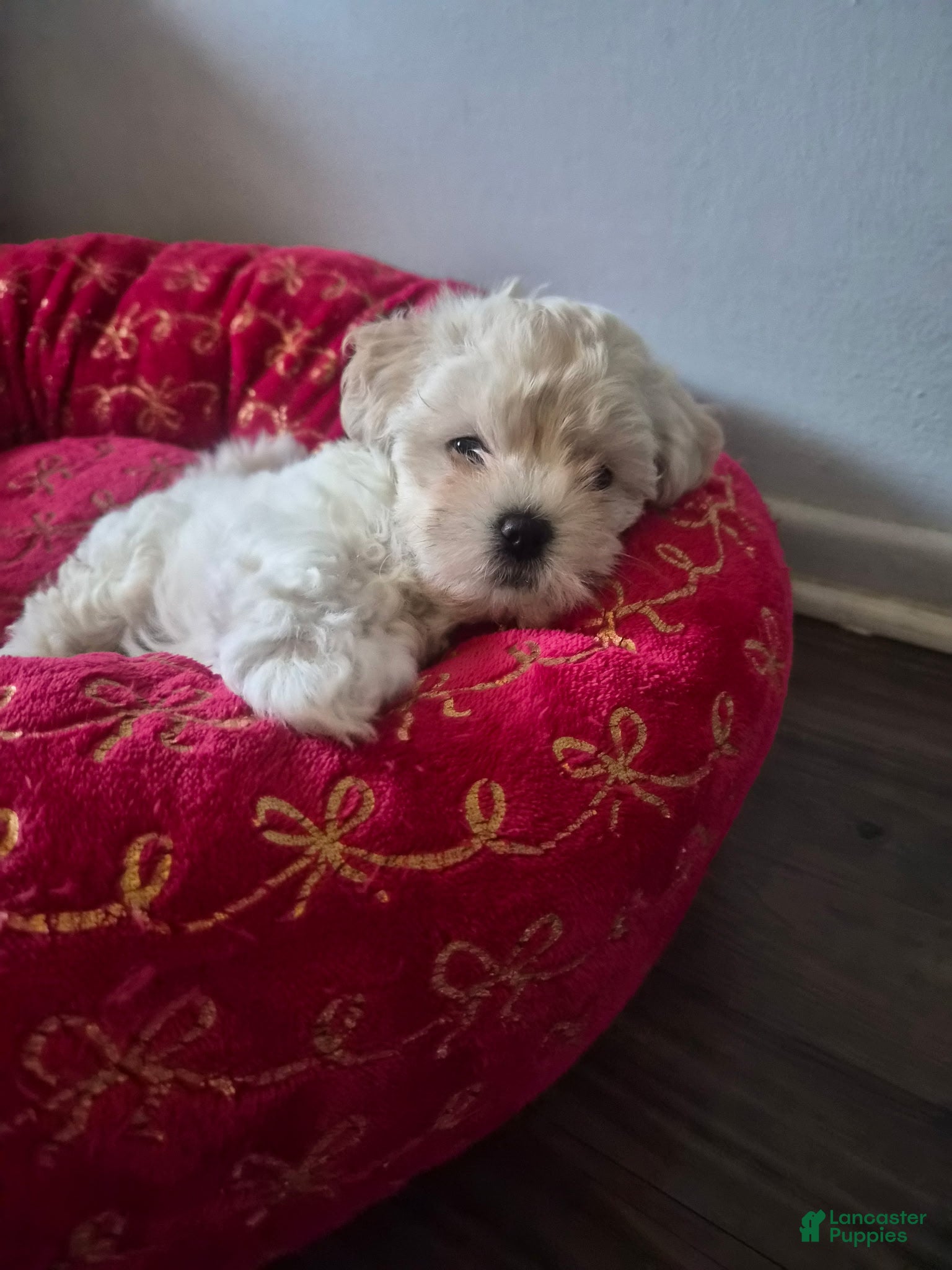 Maltipoo dogs Maltipoo 2 - Ad 18