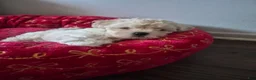Maltipoo dogs for sale: Maltipoo 2 - Ad 1