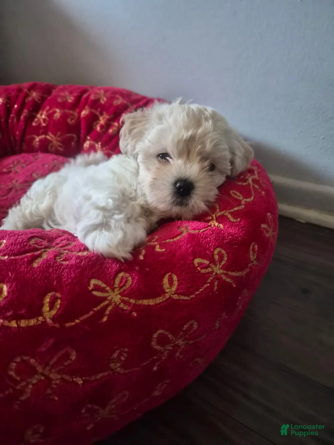 Maltipoo dogs for sale: Maltipoo 2 - Ad 1