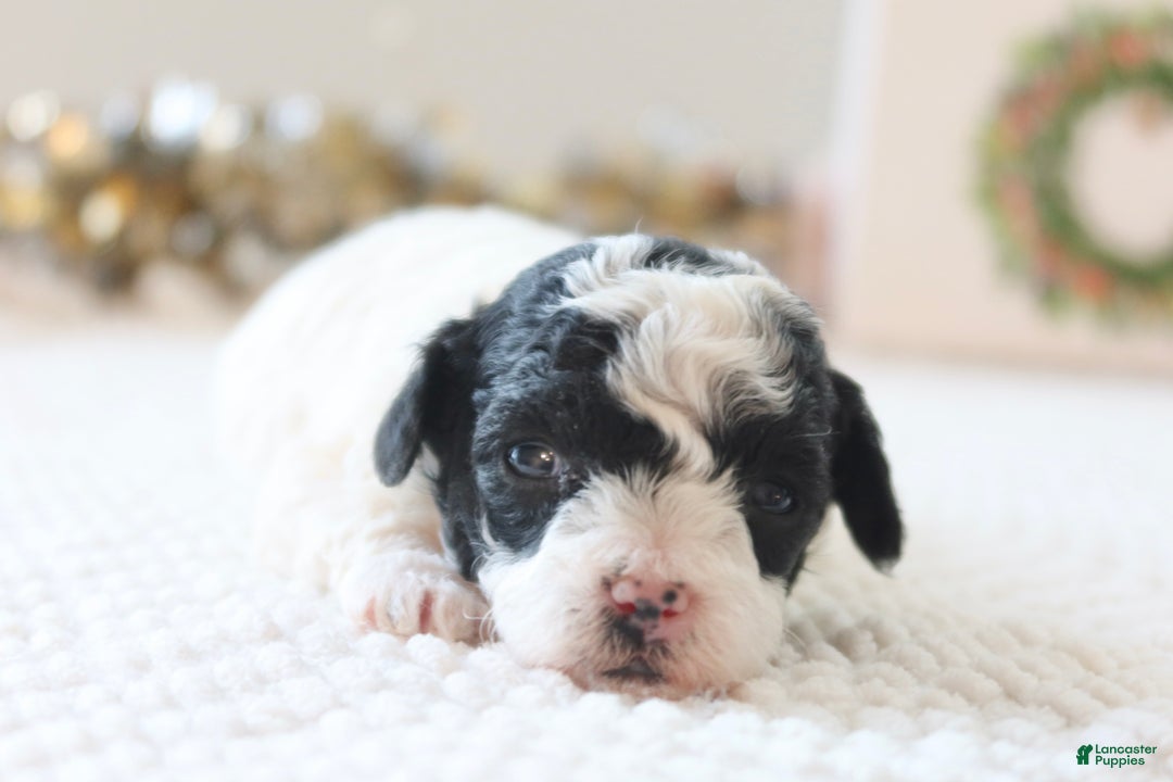 Toy Poodle dogs for sale: Holly - Ad 4