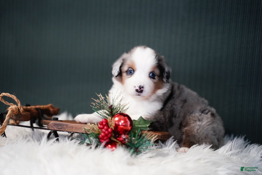 Miniature Australian Shepherd dogs for sale: Dustin - Ad 2