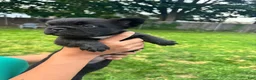 French Bulldog dogs for sale: Fluffy French bulldog  - Ad 2