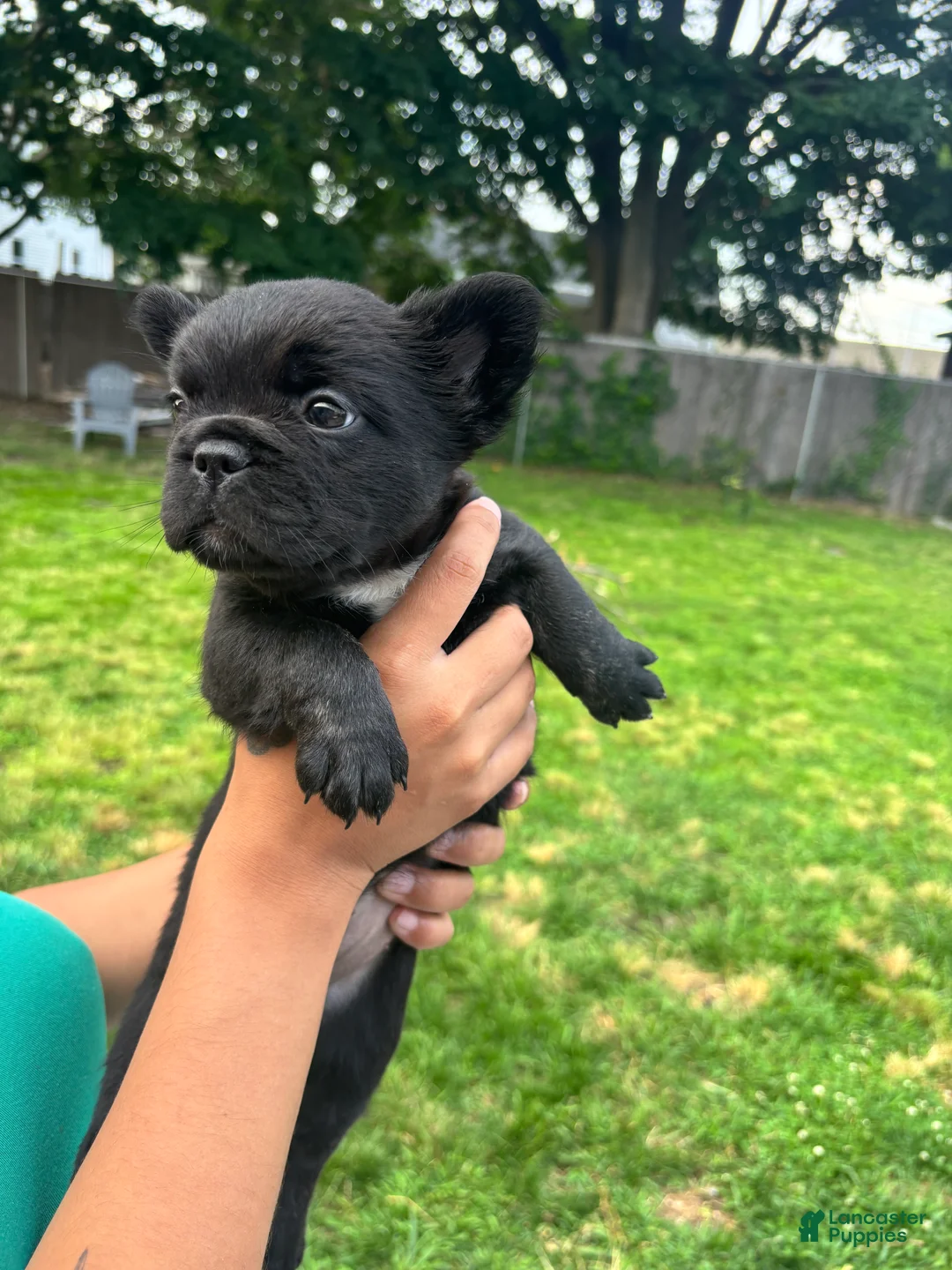 French Bulldog dogs for sale: Fluffy French bulldog  - Ad 2