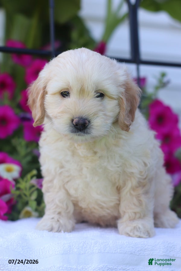 Mini Goldendoodle dogs Jennifer - Ad 1