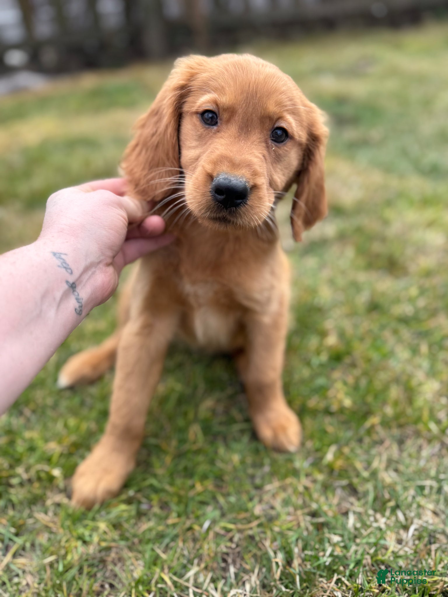 Golden Retriever dogs Puppy 2 - Ad 36