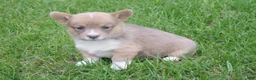 Welsh Corgi Pembroke dogs for sale: Welsh Corgi Pembroke Girl 1 - Ad 1