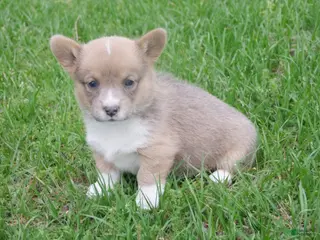 Welsh Corgi Pembroke dogs for sale: Welsh Corgi Pembroke Girl 1 - Ad 2