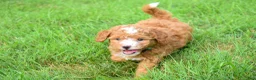 Maltipoo dogs for sale: Scout 🐾 - Ad 5