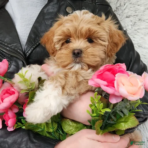 Gallery Image {{count}}