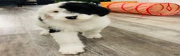 Sheepadoodle dogs for sale: Sheepadoodle Puppy 1 - Ad 5