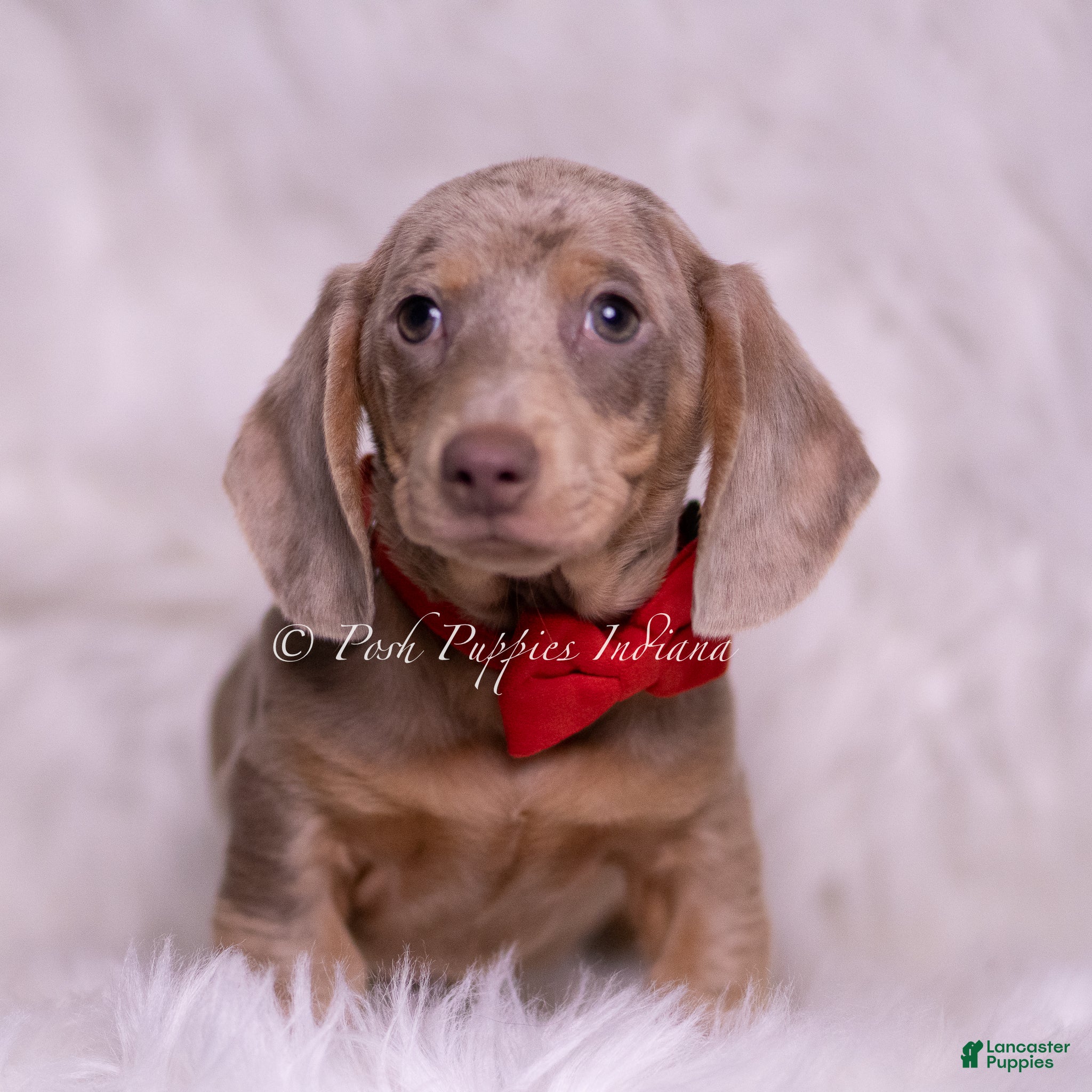 Miniature Dachshund dogs Tonka - Ad 2