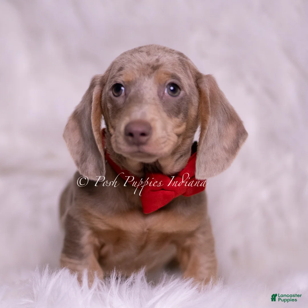 Miniature Dachshund dogs for sale: Tonka - Ad 2