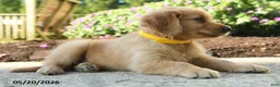 Golden Retriever dogs for sale: Hadley - Ad 4