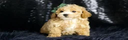 Maltipoo dogs for sale: Pancakes - Ad 4