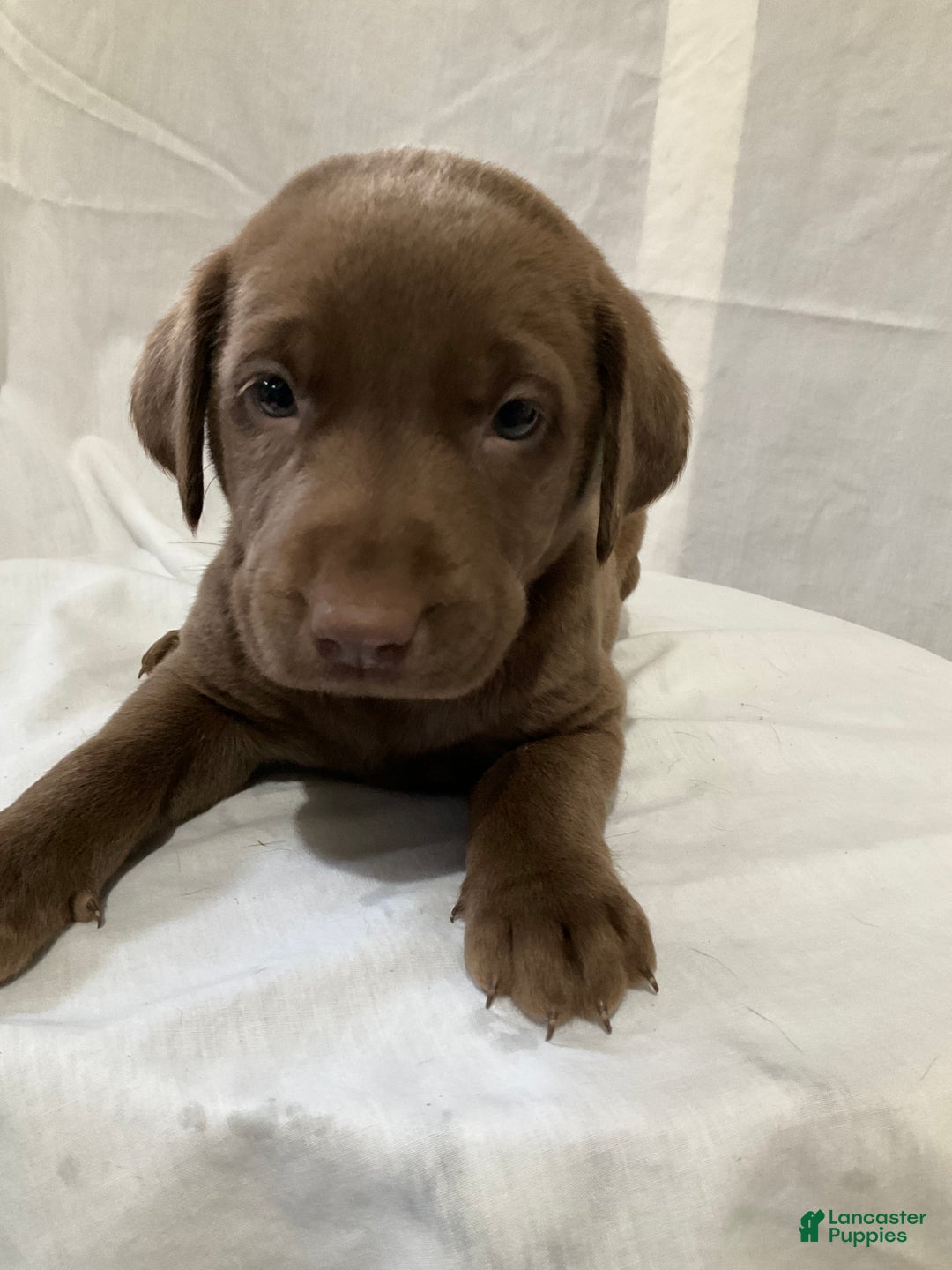 Labrador Retriever dogs for sale: Gracie - Ad 1