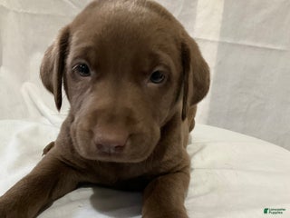 Labrador Retriever dogs Gracie - Ad 21