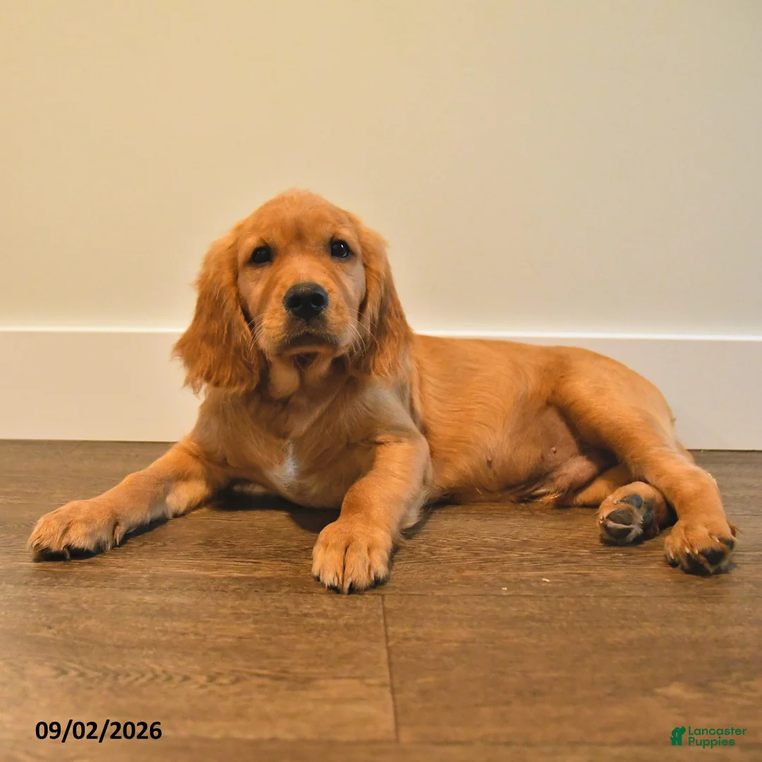 Miniature Golden Retriever dogs for sale: Pickles - Ad 2