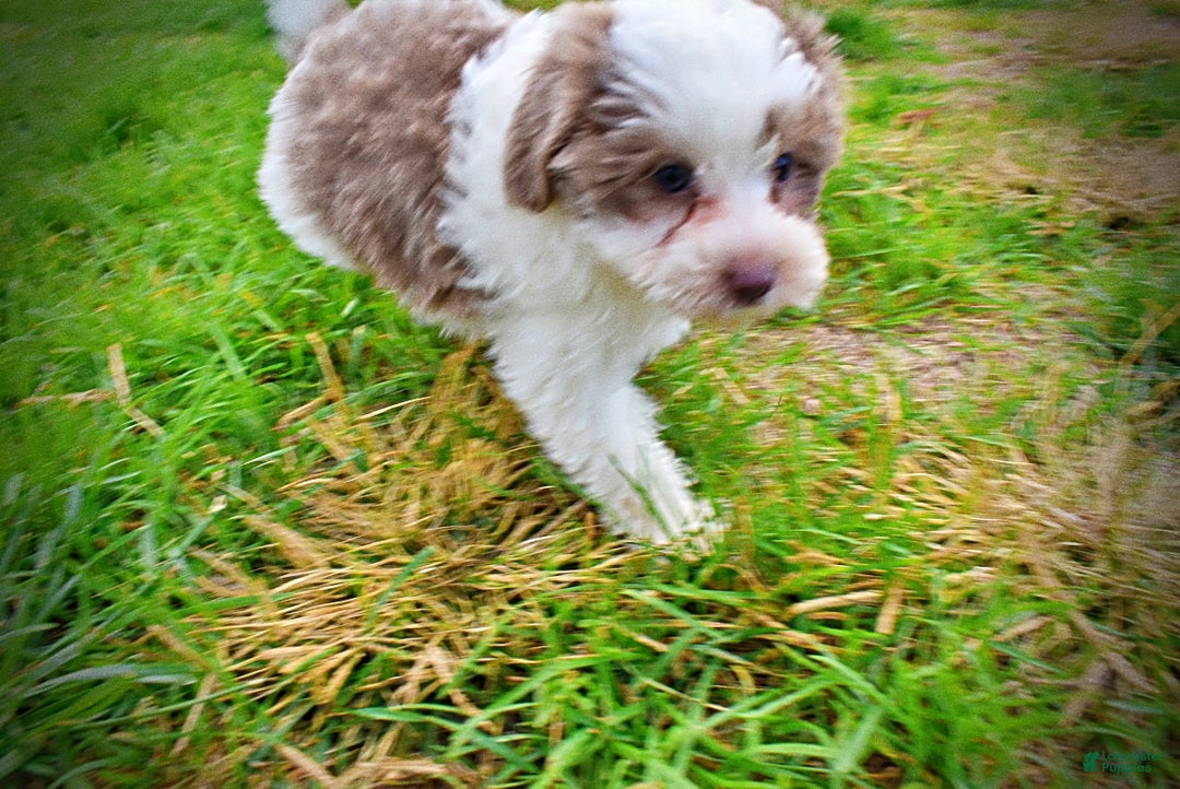 Havapoo dogs for sale: Nabisco - Ad 20