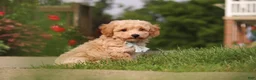 Bichpoo dogs for sale: Brady - Ad 3